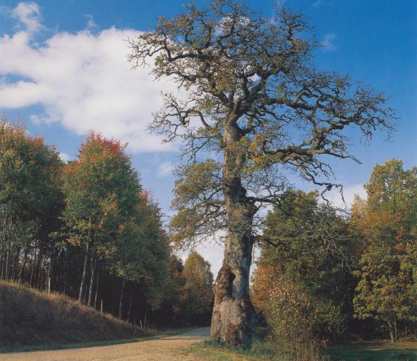 För trettio år sedan