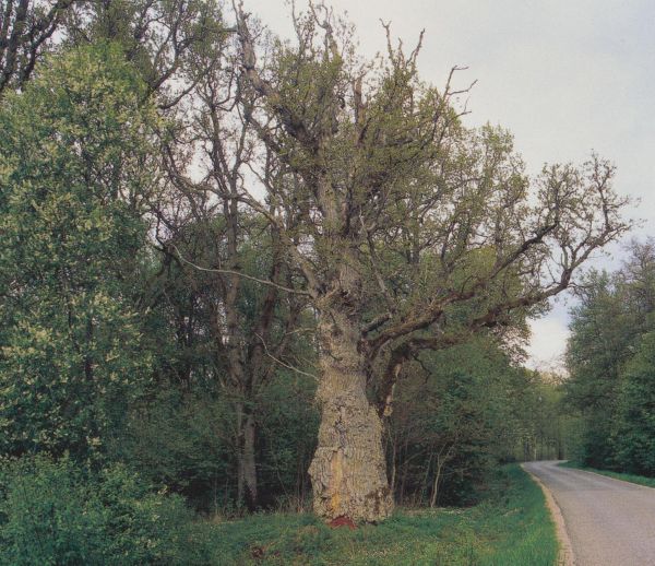 F�r trettio �r sedan