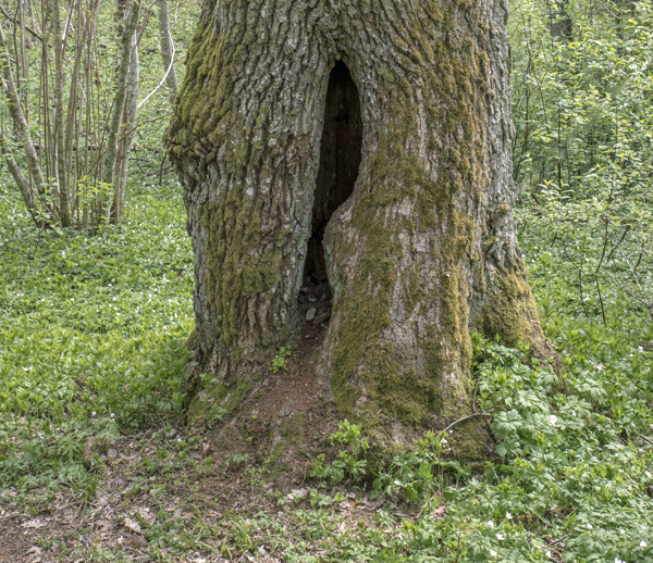 Nu